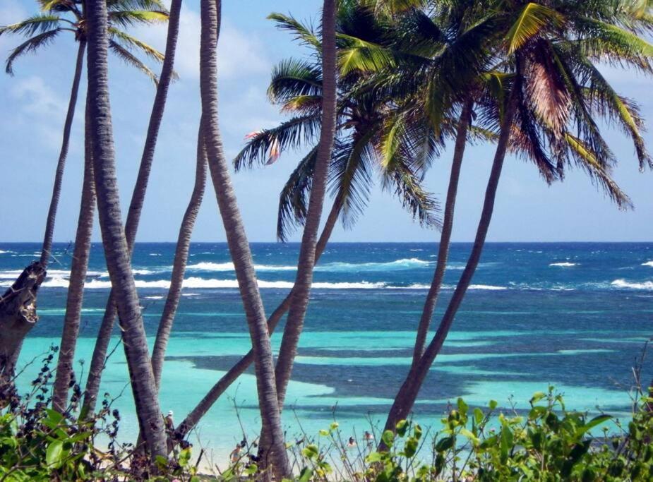 Hamo Tropical Piscine Proche Plage Sainte-Anne Exterior foto